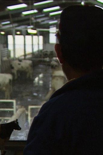 des taureaux et des vaches