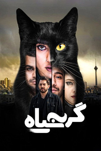 القطة السوداء