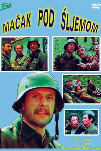 قطة تحت خوذة