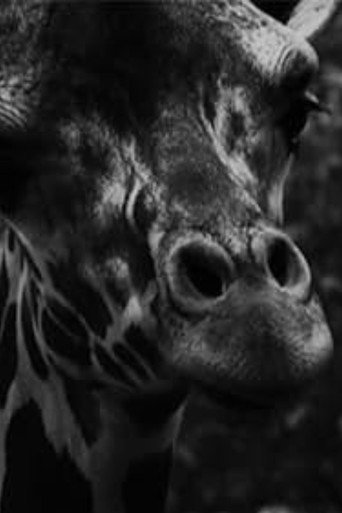 عيون ذهبية رخامية