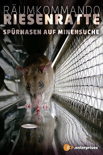 Räumkommando Riesenratte - Spürnasen auf Minen suche