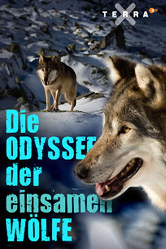 Die Odyssée der einsamen Wölfe