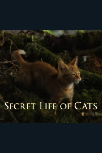 الحياة السرية للقطط