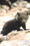 Douce the Bear