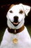 Soccer the Dog