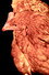 The Chicken