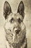 Thunder the Dog