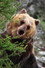 Bozo the Bear